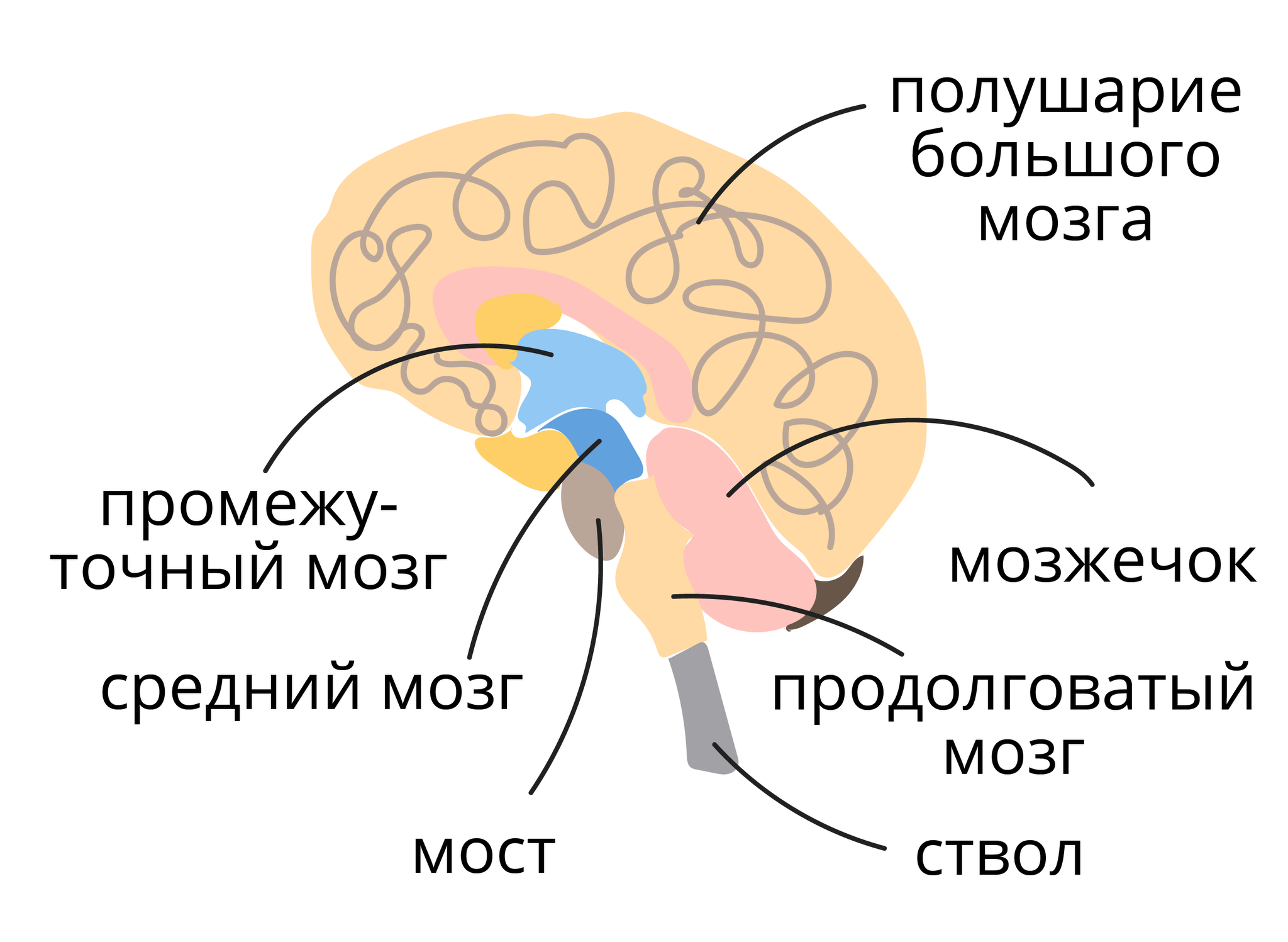 Строение головного мозга человека